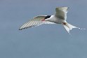 021 Farne eilanden, noordse stern